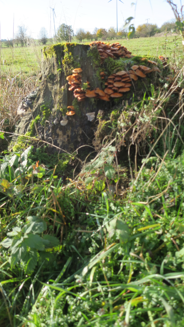 Ansicht7  Rebgeshain