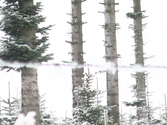 Ansicht11  Rebgeshain